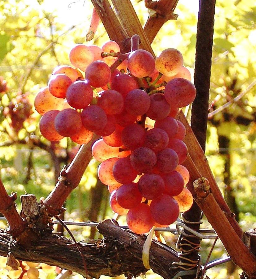 Asbacher Klosterkeller Stratzing Екстериор снимка